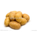Chinês Shandong origem amarelo fresco grande batata